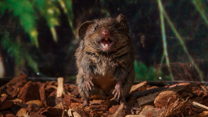 Here’s how ‘singing’ mice belt out their tiny tunes