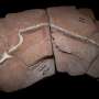 80‑million‑year‑old snake fossil sheds light on why lizards lost their limbs and started slithering