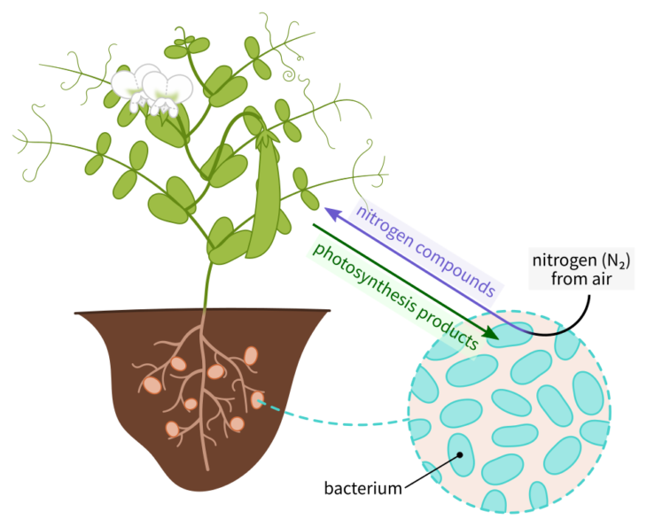 Viruses help plants obtain nitrogen