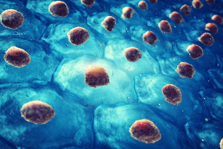 Could Young Stem Cells Be the Key to Healthier Aging?