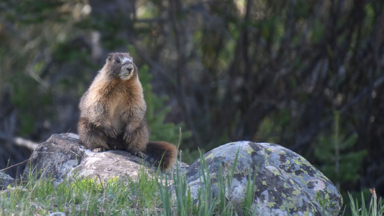 'We're trying this out of frustration': Marmots star in OnlyFans account as researchers desperately look for ways to raise funds amid US budget cuts