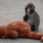 Baby monkey Punch to celebrate first birthday