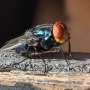 Colorado prepares for screwworms, as the pest that was eradicated in 1966 returns to the US