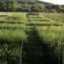 Plant diversity boosts natural pest control in farms, while forests and grasslands follow different rules