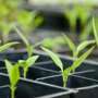 Plant scientist explains the impact of the EU's new gene-editing rules