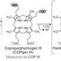 Mitochondrial mechanism links protein folding to heme production and cell energy