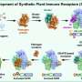 Programmable platform enables on-demand design of plant immune receptors against crop pathogens
