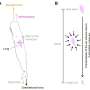 Sperm whales blow bubbles to achieve restful, vertical sleep