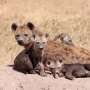 When mothers make the winners: How alpha female lineages dominate hyena clans
